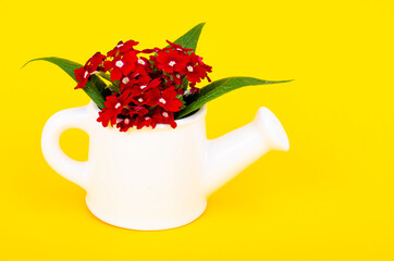 Wall Mural - White vase in form of watering can with flowers on bright background. Gardening concept. Studio Photo