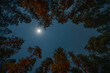 moonlight over trees forest