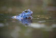 Blue Moor Frog Breeding Male In Water