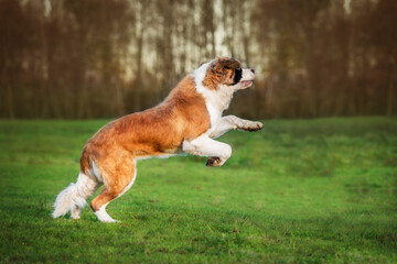 Wall Mural - Happy saint bernard dog playing outdoors in autumn