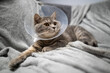 © Elizaveta - Tired cat gray Scottish Straight breed resting with veterinairy cone after surgery at home on the couch. Animal healthcare concept. After surgery cat's recovery in or E-Collar. Elizabethan Collar