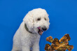 Standard white poodle licks chops in anticipation of digging into a large stack of bones.
