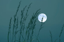 Wonderfull Grass Flowers With Bright Full Moon In Blue Sky Background