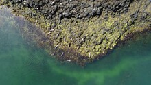 Aerial Of Seals Swimming And Sunbathing- Isle Of Skye, Scotland