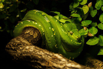 Wall Mural - Green python wrapped on a branch.