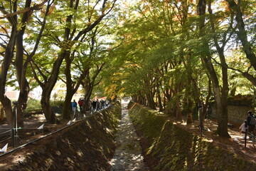 Poster - 紅葉街道