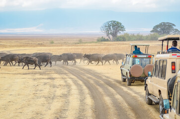 safari in africa, tourists in jeeps watching buffalos crossing road in savannah of kruger national p