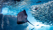 © stm - 水族館