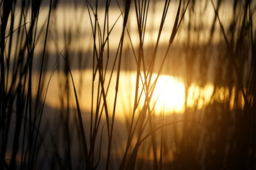 Poster - Silhouette of grass with sunlight background.