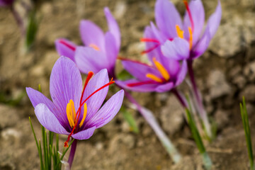 Wall Mural - Saffron crocus flowers on ground, Delicate purple plant field