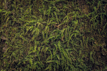 Poster -  Natural background. Green forest moss on tree bark