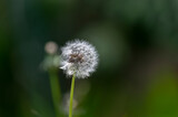 Fototapeta  - Dandelion flower against a green nature background