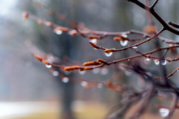 Raindrops on a bare branch in the spring during the melting snow in rainy weather