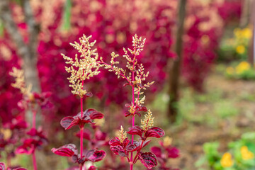 Wall Mural - Iresine herbstii or Herbst's bloodleaf is a species of flowering plant in the family Amaranthaceae. Some call this plant the chicken gizzard plant. Red Blood Leaf Ornamental Plant. defocus. blurred.