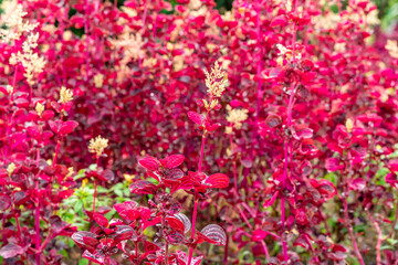 Wall Mural - Iresine herbstii or Herbst's bloodleaf is a species of flowering plant in the family Amaranthaceae. Some call this plant the chicken gizzard plant. Red Blood Leaf Ornamental Plant. defocus. blurred.