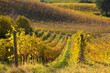 Vineyards and winery among hills, countryside landscape