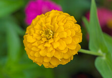 Detailed Close Up Of A Large And Vibrant Yellow Zinnia Flower