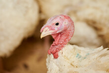 A Close-up Of A Turkey In A Pen, Raised In Captivity. Poultry Farm. Industrial Breeding Of Turkeys. Light Bird. Bird Incubator.