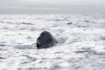 Wall Mural - Dorsal fin of sperm whale on surface. Whales in Indian ocean. Marine life.