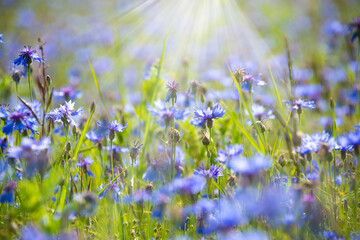 Various wild flowers in a summer field lit by sun