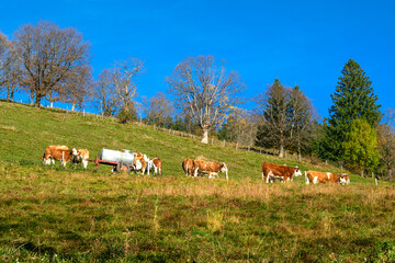 Mountain herding of free cows during Fall in german Alps near Schliersee lake, Bavaria, Germany