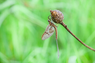 Wall Mural - ephemera vulgata is a species of mayfly in the genus ephemera. this mayfly breeds in stationary wate