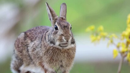 Canvas Print - Small Cottontail Rabbit standing moving mouth appears to talk soft background