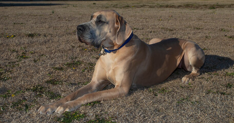 Poster - Tan Great Dane laying on a winter field