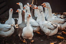 Geese In A Country Yard. Free Range Poultry Farming