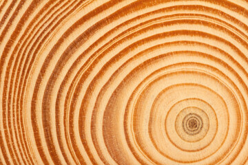 wood slice circle texture with concentric rings