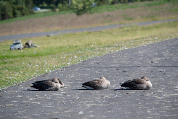 Landscape of wild geese sleeping during summer in park in Reykjavik Iceland