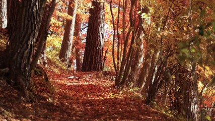 Wall Mural - Autumn forest with full of fallen leaves