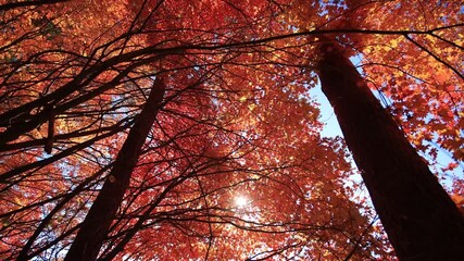 Wall Mural - Japanese maple tree in autumn