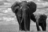 Fototapeta Sawanna - Elephants 