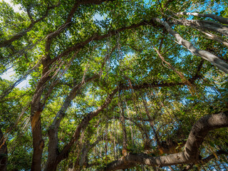 Wall Mural - lahaina banyan tree park. Beautiful tropical park. Maui. Hawaii island