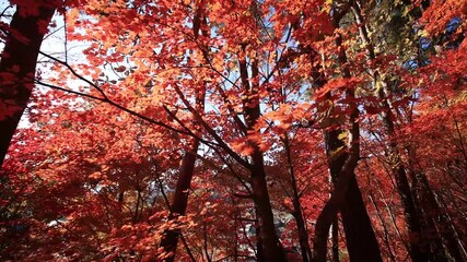 Wall Mural - Walking in autumn forest with sun light
