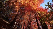 Walking Under Japanese Maple Trees In Autumn