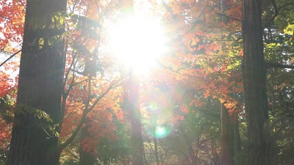 Wall Mural - Sun coming through autumn leaves