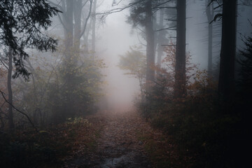  Herbstwald mit Nebel am Abend
