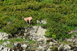 © Francesco - Caucasian Chamois (Rupicapra rupicapra ssp. caucasica), Chugush National Park in Krasna Polyana, Sochi, Russia
