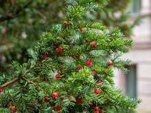 Yew Berry. Bright Red Yew Berries On Young Branches Of A Green Bush Close-up.