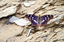 Beautiful Purple Emperor Of Apatura Iris Blue Butterfly On The Stones
