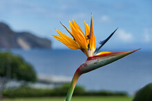 Soft Focus Of A Beautiful Bird Of Paradise Flower Against