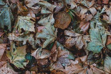  Autumnal Dry Leaves and Grass in Forest