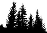 Fototapeta Las - Fir trees forest. Black and white silhouette, isolated on white