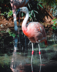 Poster - a fantastic view on some lovely flamingos