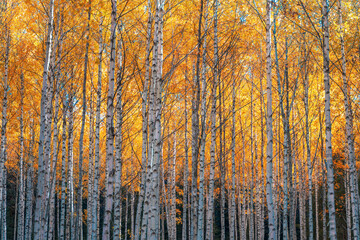  Autumn birch forest.