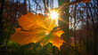 Jesienny liść klonu przez który prześwieca słońce