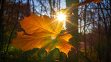 Fototapeta  - Jesienny liść klonu przez który prześwieca słońce