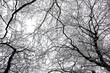 Zima i szron na gałęzie drzewa. Cudowne sklepienie drzew w mrozie